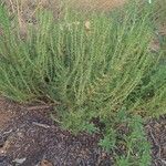 Amaranthus albus Vekstform