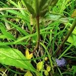 Scutellaria hastifolia Lubje