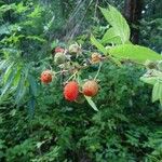 Rubus fraxinifolius Fruto