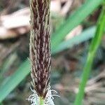 Carex riparia Flower