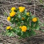 Trollius asiaticus Kita