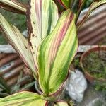 Cordyline fruticosaLiść