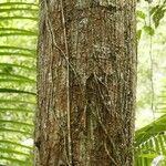 Eriotheca longitubulosa Corteza