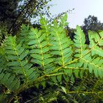 Osmunda regalis পাতা