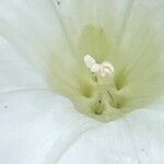 Calystegia silvatica 花