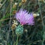 Mantisalca salmantica Flower