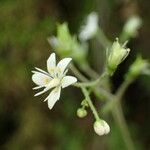 Saxifraga hirsuta Flor