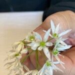 Allium trifoliatum Fleur