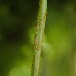 Pleopeltis macrocarpa Φύλλο