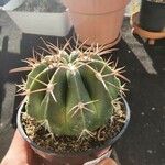 Echinocactus texensis 葉