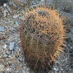 Ferocactus wislizeni Folha