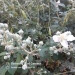 Rubus ulmifoliusКветка