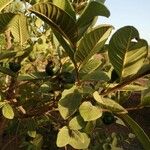 Psidium guajava Fruit