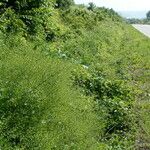 Crambe tataria Costuma