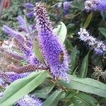 Hebe andersonii Flor