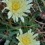 Hieracium berardianum Λουλούδι