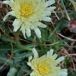 Hieracium berardianum Цвят