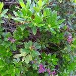 Rhododendron ferrugineum Blatt