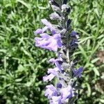 Salvia azurea 花