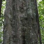 Chaetocarpus schomburgkianus Corteza