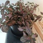 Fittonia albivenisElinympäristö