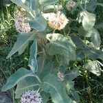 Asclepias speciosa Hoja