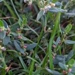 Polygonum aviculare 叶