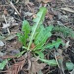 Taraxacum clemens Hoja