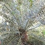 Encephalartos horridus Tervik taim