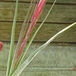 Tillandsia schiedeana Flower