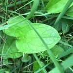 Valeriana dioicaList