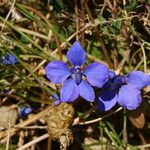 Staphisagria macrosperma ᱵᱟᱦᱟ