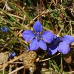 Delphinium staphisagria Blüte