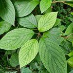 Cornus sericea Feuille