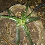 Aloe pirottae Lehti