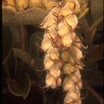 Garrya congdonii Цветок