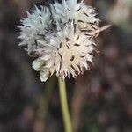 Allium guttatum Flower