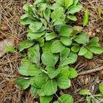 Antennaria plantaginifolia Blatt