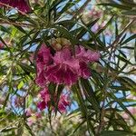 Chilopsis linearis Flor