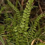 Asplenium trichomanes-ramosum অভ্যাস