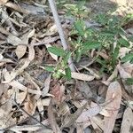 Sida spinosa Φύλλο