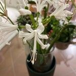 Nerine undulata Çiçek