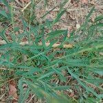 Lactuca saligna Leaf