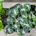 Alocasia reginulaFrunză