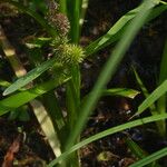 Sparganium emersum Libunga