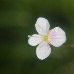 Veronica catenata Blüte