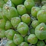 Conophytum loescheanum Leaf