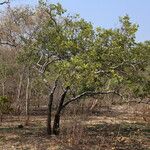 Diospyros batocana Habit