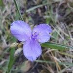 Tradescantia ohiensis 花