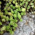 Sedum album Характер